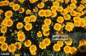 Image result for Gazanien