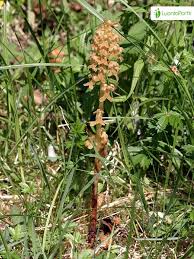 Attēlu rezultāti vaicājumam “Neottia nidus-avis bud”