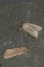 Attēlu rezultāti vaicājumam “Mythimna impura”