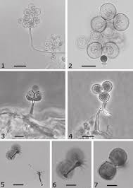 Attēlu rezultāti vaicājumam “Symphytocarpus impexus spores”