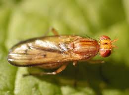 Attēlu rezultāti vaicājumam “Sciomyzidae”