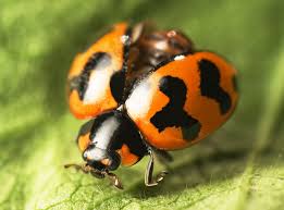 Attēlu rezultāti vaicājumam “Coccinella quinquepunctata”