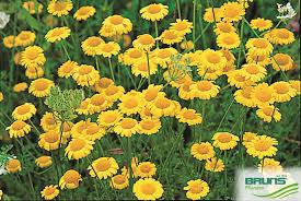 Image result for Anthemis tinctoria