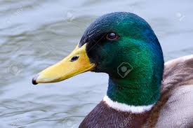 Attēlu rezultāti vaicājumam “Anas platyrhynchos male”