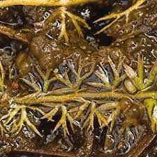 Attēlu rezultāti vaicājumam “Utricularia minor bud”