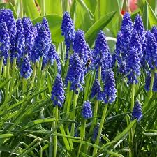 Attēlu rezultāti vaicājumam “Muscari armeniacum”