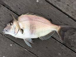 Image result for Stenotomus chrysops