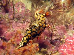 ผลการค้นหารูปภาพสำหรับ Bornella Anguilla