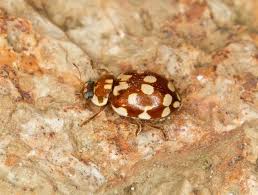 Attēlu rezultāti vaicājumam “Myrrha octodecimguttata”