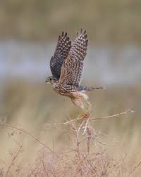 Image result for Falco columbarius