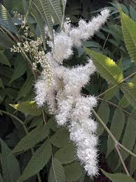 Attēlu rezultāti vaicājumam “Sorbaria sorbifolia flower”