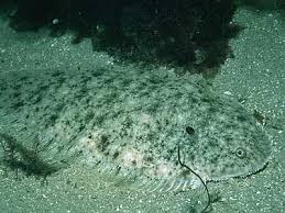 Image result for Solea solea