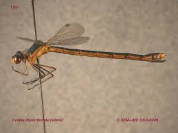 Attēlu rezultāti vaicājumam “Lestes dryas female”