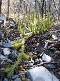 Attēlu rezultāti vaicājumam “Lycopodiaceae”