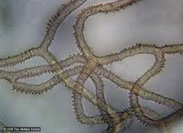 Attēlu rezultāti vaicājumam “Heterotrichia obvelata (syn. Arcyria obvelata) young”