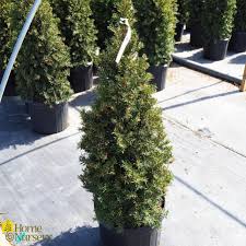 Attēlu rezultāti vaicājumam “Taxus”