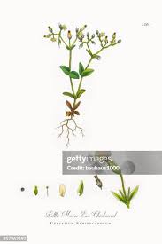 Attēlu rezultāti vaicājumam “Cerastium semidecandrum”