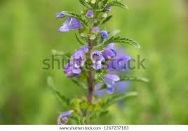 Image result for Dracocephalum moldavicum