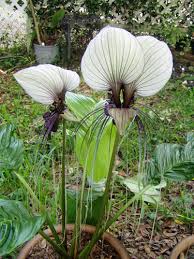 Image result for Tacca chantrieri