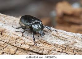 Attēlu rezultāti vaicājumam “Osmoderma barnabita imago”