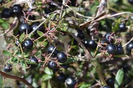 Attēlu rezultāti vaicājumam “Schoenus ferrugineus fruit”