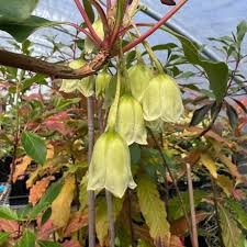 Attēlu rezultāti vaicājumam “Enkianthus chinensis”