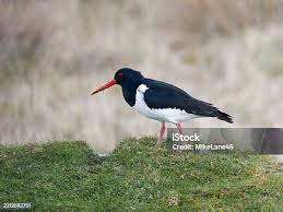 Attēlu rezultāti vaicājumam “Haematopus ostralegus”