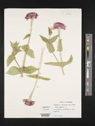 Image result for Zinnia violacea