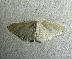 Attēlu rezultāti vaicājumam “Idaea sylvestraria”