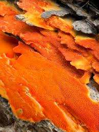 Attēlu rezultāti vaicājumam “Ceriporia”