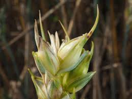 Attēlu rezultāti vaicājumam “Triticum aestivum”