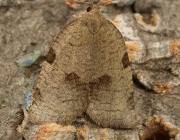 Attēlu rezultāti vaicājumam “Lozotaenia forsterana”