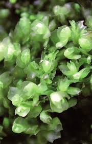 Attēlu rezultāti vaicājumam “Harpanthus flotovianus cells”