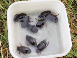 Attēlu rezultāti vaicājumam “Dytiscus dimidiatus”