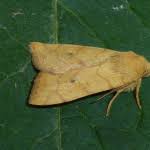 Attēlu rezultāti vaicājumam “Enargia paleacea”