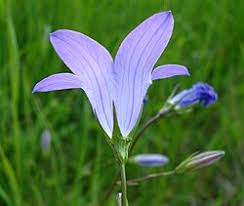 Attēlu rezultāti vaicājumam “Campanula patula fruit”