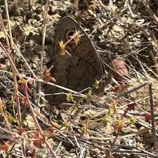 Attēlu rezultāti vaicājumam “Dianema nivale sessile”