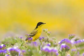 Attēlu rezultāti vaicājumam “Motacilla flava flava”