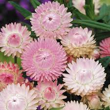 Image result for Helichrysum bracteatum