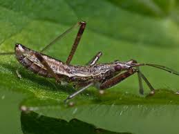 Attēlu rezultāti vaicājumam “Nabidae”