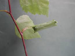 Attēlu rezultāti vaicājumam “Anacampsis blatariella”