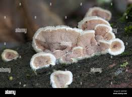 Attēlu rezultāti vaicājumam “Gloeoporus dichrous”