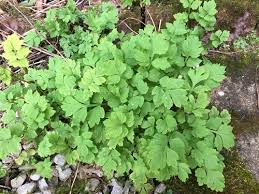 Image result for Meconopsis cambrica