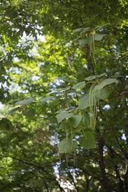 Attēlu rezultāti vaicājumam “Catalpa ovata leaf”