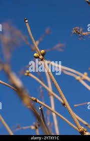 Attēlu rezultāti vaicājumam “Viburnum opulus bud”