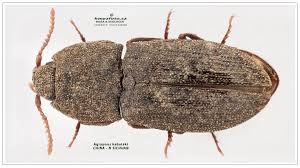 Attēlu rezultāti vaicājumam “Cidnopus aeruginosus”