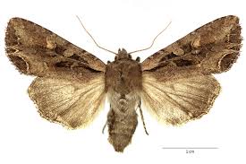 Attēlu rezultāti vaicājumam “Lacanobia suasa”