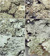 Attēlu rezultāti vaicājumam “Parmelia submontana”