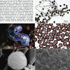 Attēlu rezultāti vaicājumam “Diderma chondrioderma spores”