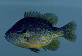 Image result for Lepomis cyanellus